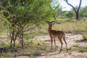 Antelope Eating from Tree in Africa