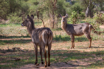 Naklejka na ściany i meble Antelopes in Africa