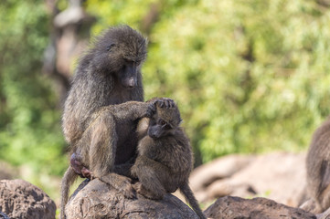 Naklejka na ściany i meble Baboons grooming in Africa