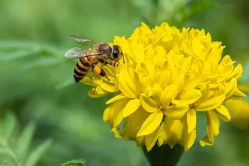 Fotobehang Honey bee collect pollen from American Marigolds flower © nutink