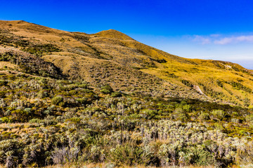 Paramo de Oceta and his Espeletia Frailejones Mongui Boyaca in Colombia South America
