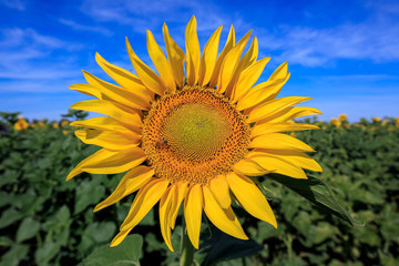 Obraz premium Sunflower natural background, Sunflower blooming, close-up macro image showing flower details. Sunflower oil improves skin health and promote cell regeneration, Bee Pollinating flower, sunshine.