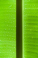 Banana leaf with water drops. Abstract green background