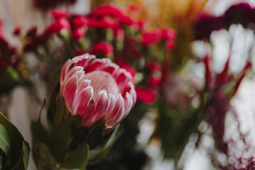 Obraz premium Closeup of blooming pink gerbera daisy