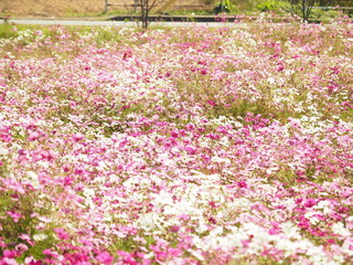 OLYMPUS DIGITAL CAMERA © koichi