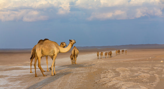 Row of camels walking on a road at sunset in the desert