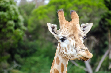 portrait of a giraffe