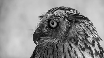 Animals in their Habitat