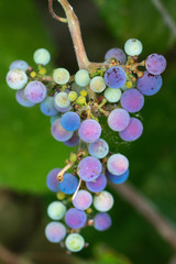 Green and Purple grapes against blurred green background