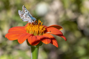 Northern White Skipper Butterfly on an orange daisy, proboscis on golden stamen 