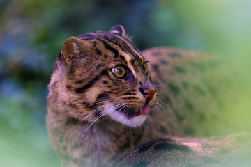 The fishing cat (Prionailurus viverrinus), portrait with green background.