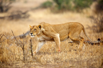 The Southern lion (Panthera leo melanochaita) also the East-Southern African lion or Eastern-Southern African lion or Panthera leo kruegeri. The lioness saw the prey.