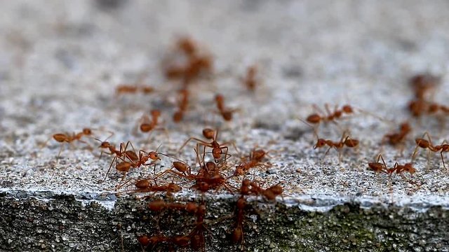 Red Ant army decide what to do with their dead comrades Chiang Rai Thailand