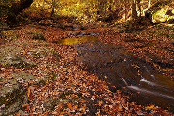 秋のマゼノ渓谷は黄金の世界