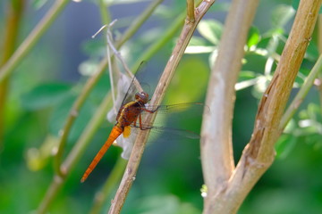 Marco view of a red hot color dragonfly
