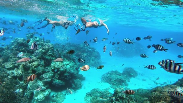 Underwater - Adult couple snorkeling and seeing beautiful corals in Bora Bora