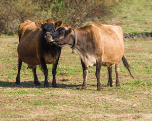 Two affectionate Jersey dairy cows 