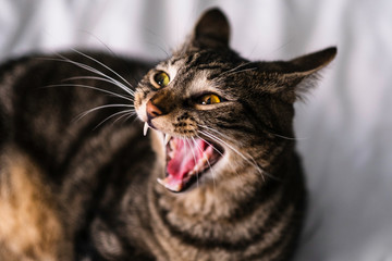 Fototapeta premium Two Eye Cat