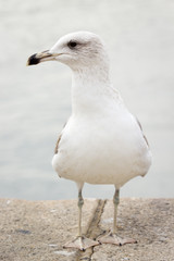 seagull on the pier