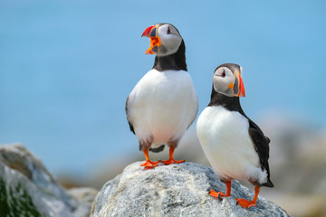 Atlantic Puffins, Machias Seal Island