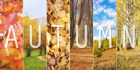 Set of Autumn Vertical Sceneries with Text Caption as Fall Collage - 231807035