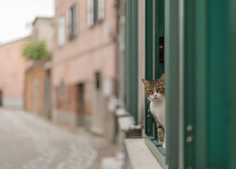 Cat looking from the window 