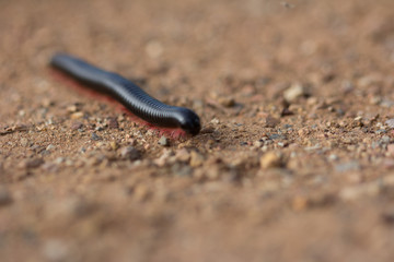 millipede on sand