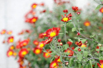 オレンジ色の花