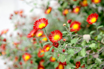 オレンジ色の花