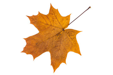 Herbarium with dry pressed plants on white. Green autumn leaves isolated on white background. Top view. Macro image of herbarium, botany.