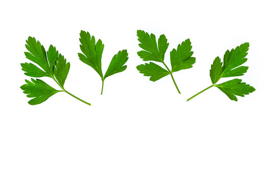 Italian parsley leaves on white background with copy space below
