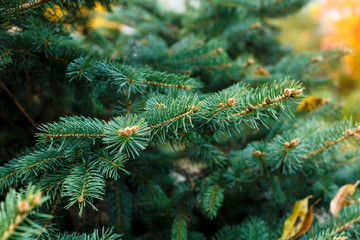 Christmas Background with beautiful green pine tree brunches close up. Nature concept