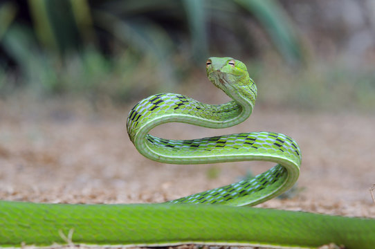 vine snake, whip snake, Ahaetulla nasuta, green snake,