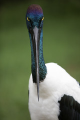Australian black-necked stork