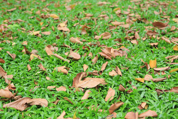 Autumn dried leaves fall on green grass field.