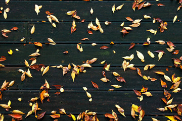 maple leaves scattered on the floor
