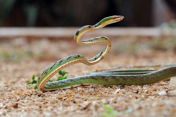 
vine snake, whip snake, Ahaetulla nasuta, green snake,