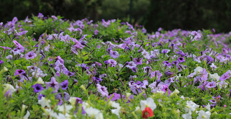 beautiful purple flowers in the garden
