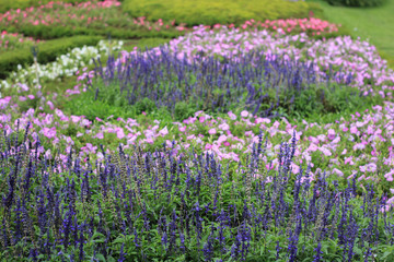 Naklejka premium colorful flowers in the garden