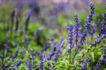 beautiful lavender type salvia nemorosa