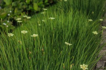 white flower in the garden with green leaves