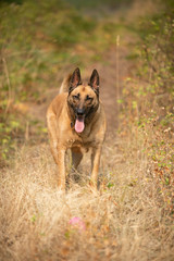 German Shepherd/Belgian Malinois dog