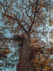 Beautiful tree at Guadalupe River State Park