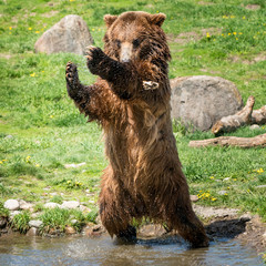 Grizzly Bear in a Zoo