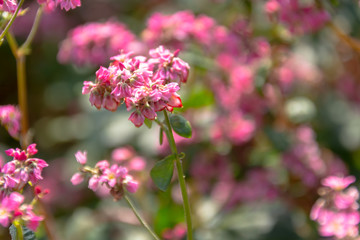 赤そばの花