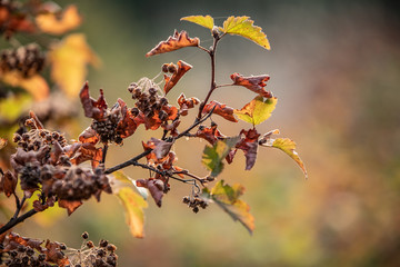 plants in the woods