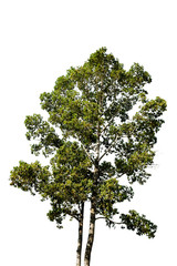 Obraz premium Green tree on white background