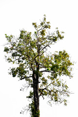 Green tree on white background