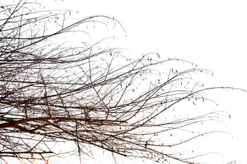 Dry tree leafless on white background