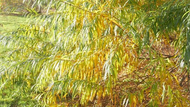 leaves of a willow